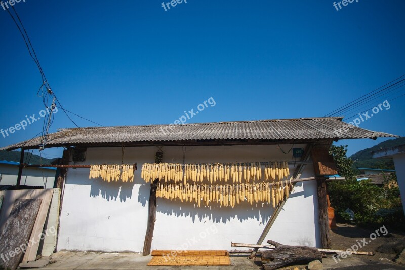 Rural Corn Landscape The Korean Countryside Free Photos