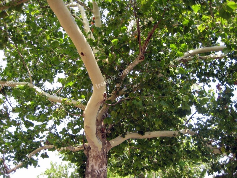 Platanus Tree Nature Green Foliage