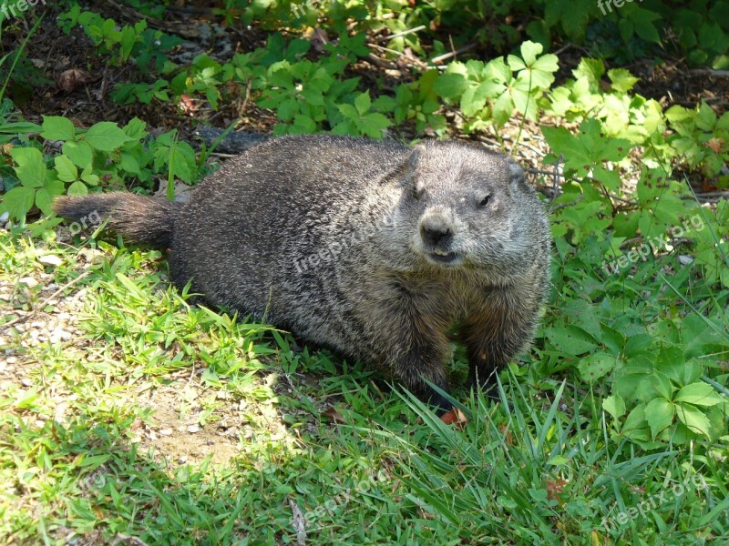 Ground Hog Wildlife Animal Ground Mammal