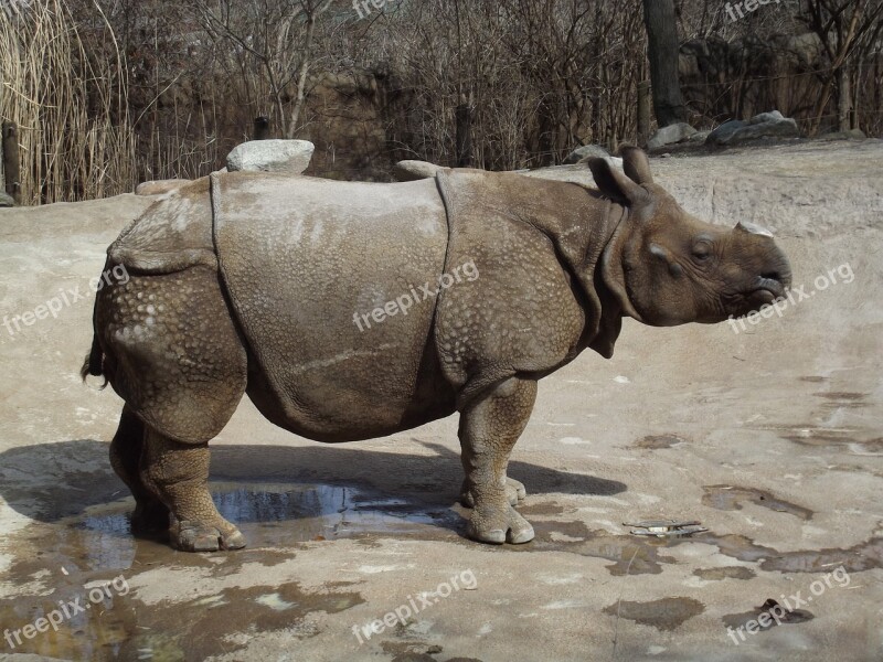 Rhino Zoo Nature Animal Africa