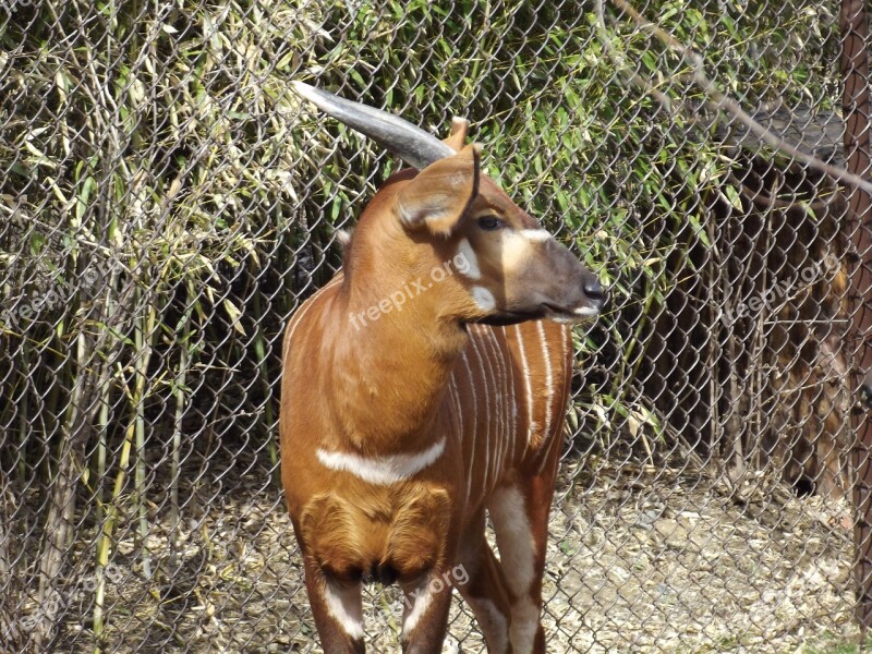 Bongo Zoo Animal Wildlife Nature