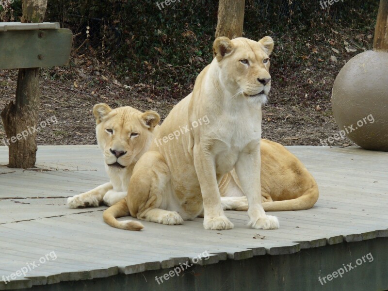 White Lioness Zoo Lioness Animal White