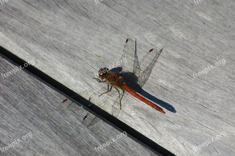 Dragonfly Insect Nature Macro Summer