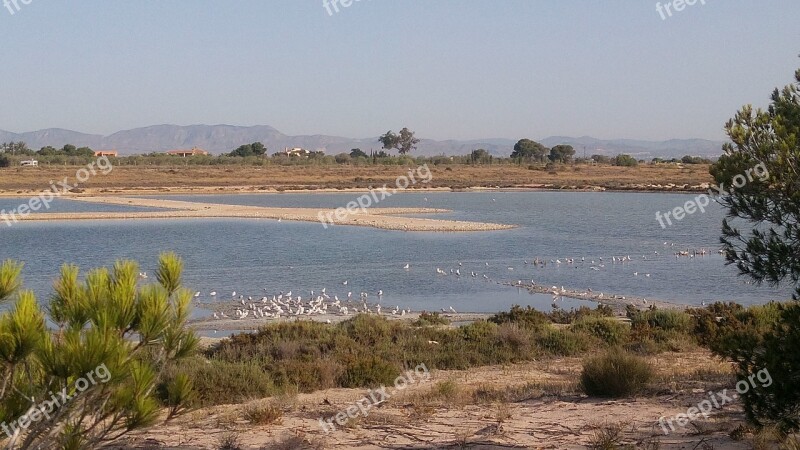 Natural Park The Salinas Santa Pola Flemish Birds