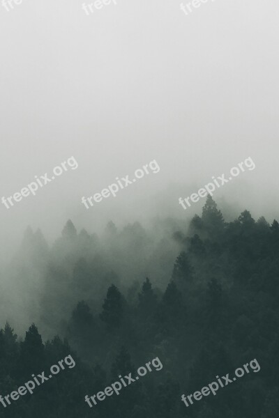 Foggy Trees Fog Nature Forest