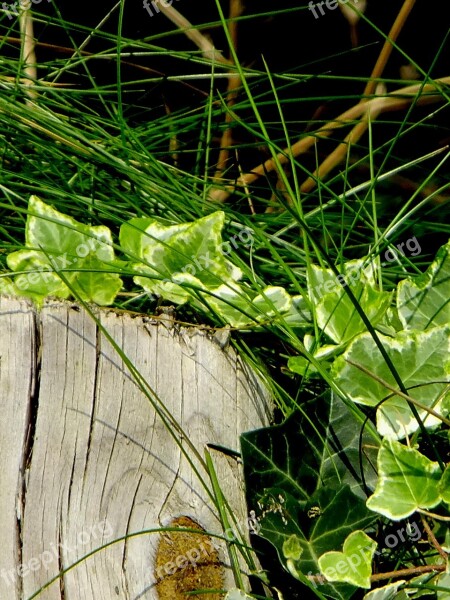 Ivy Vedben Plant Creeper Climbing Plant