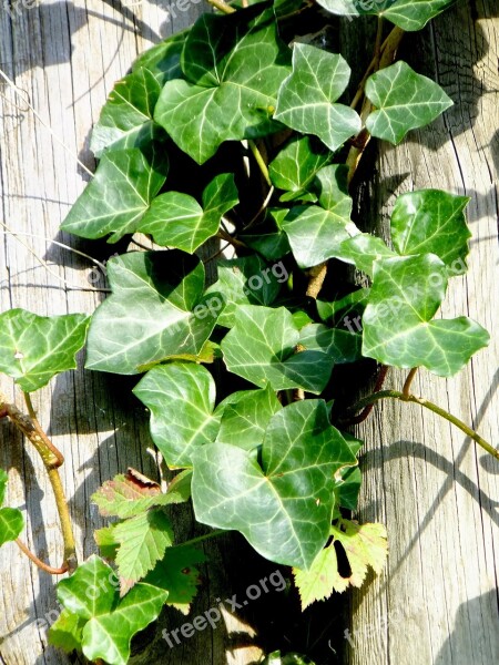 Ivy Vedben Plant Creeper Climbing Plant