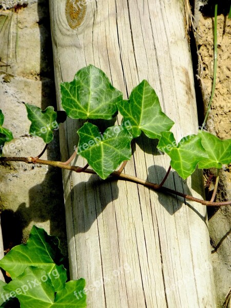 Ivy Vedben Plant Creeper Climbing Plant