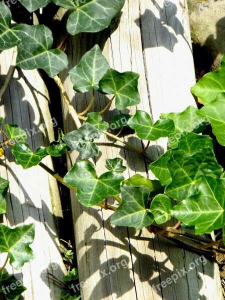 Ivy Vedben Plant Creeper Climbing Plant