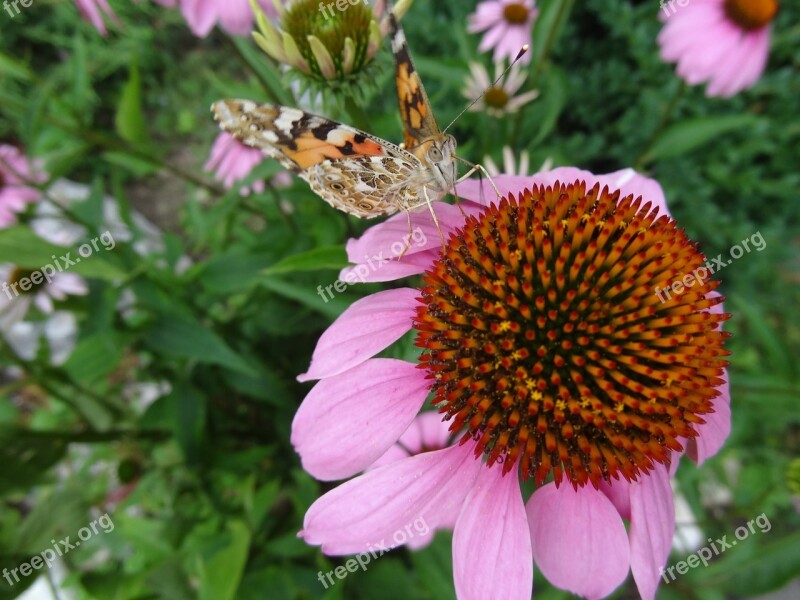 Flowers Butterfly Nature Summer Plant