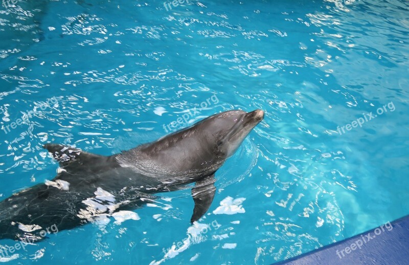 Dolphin Animal Nature Tourist Attraction Water