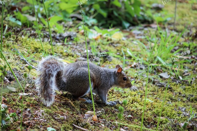 Squirrel Cornwall Nature Animals Wildlife