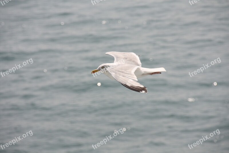 Gulls Shipping Ferry Bird Port