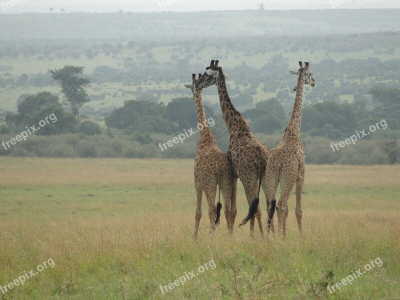 Giraffes East Africa Animal World Free Photos