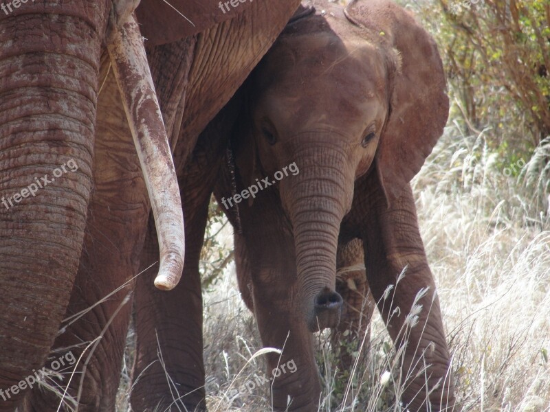 Safari Kenya Elephant Elephant Calf East Africa