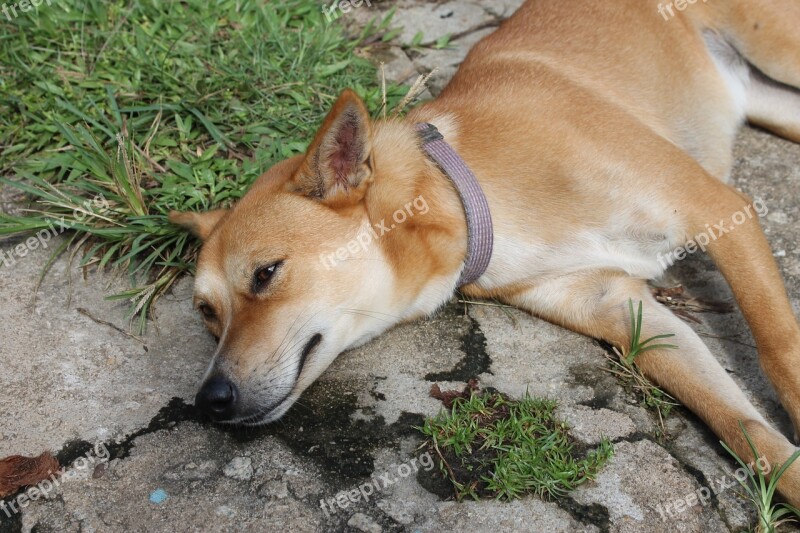 Dog Rest Relax Peaceful Sleep