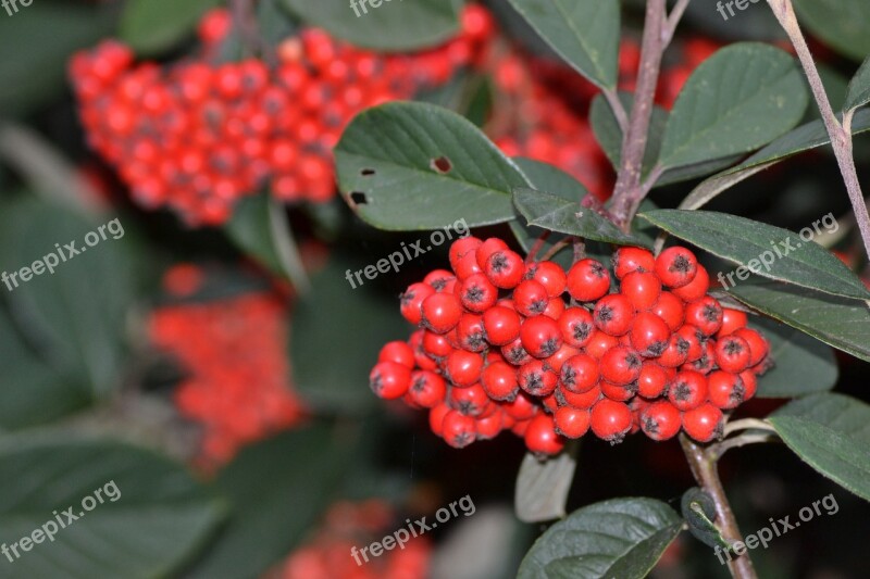 Holly Fall Christmas November Free Photos