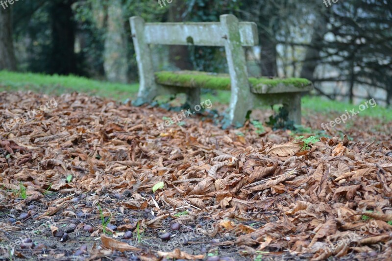 Autumn Leaf Fall Leaves Carpet Of Leaves Autumn Landscape