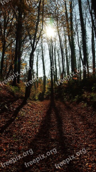 Forest Autumn Shadow Trees Fall Foliage