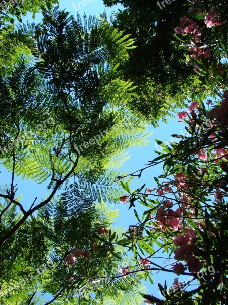 Flora Morocco Trees Sky Foliage