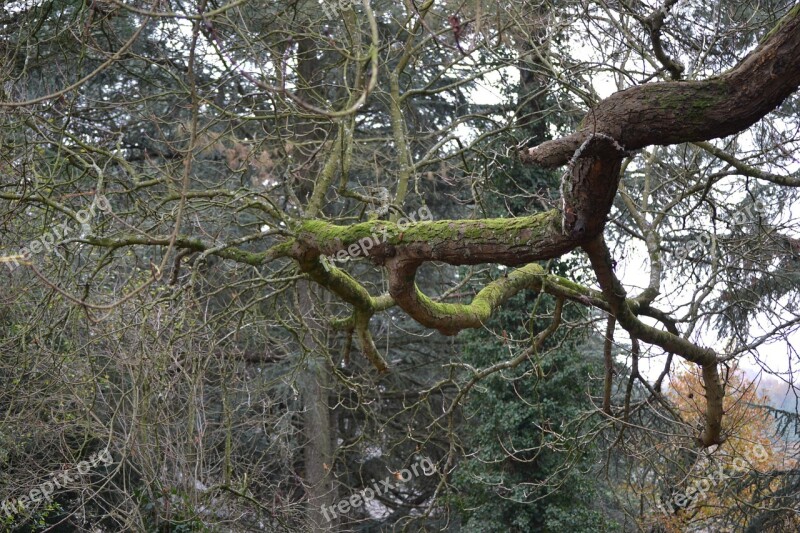 Autumn Branch Fall Branches Free Photos