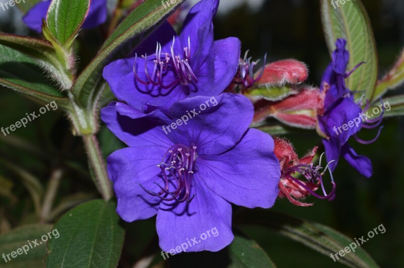 Tibouchina Princess Flower Lasiandra Glory Bush Flower