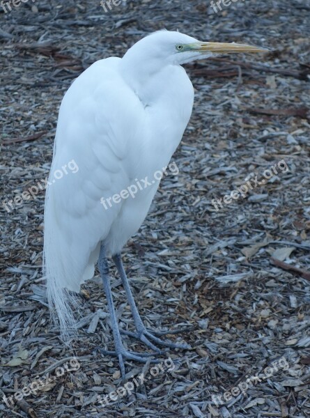 Egret Bird Animal Heron Beak