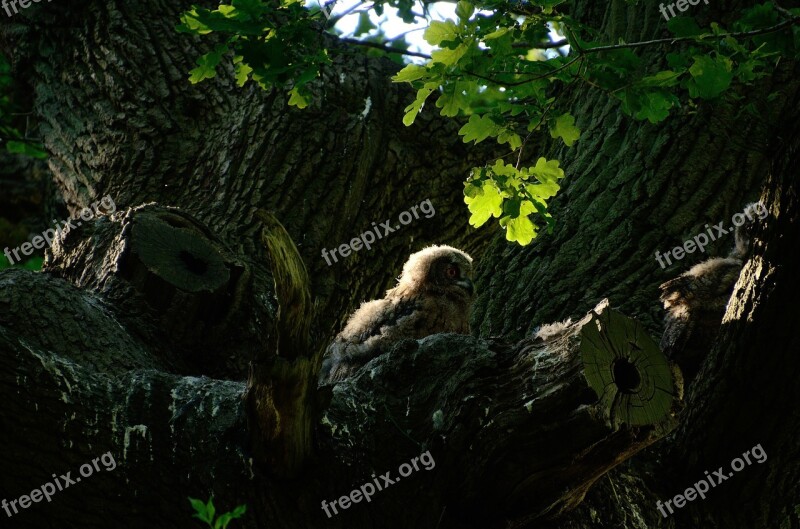 Eagle Owl Owl Nest Bird Free Photos