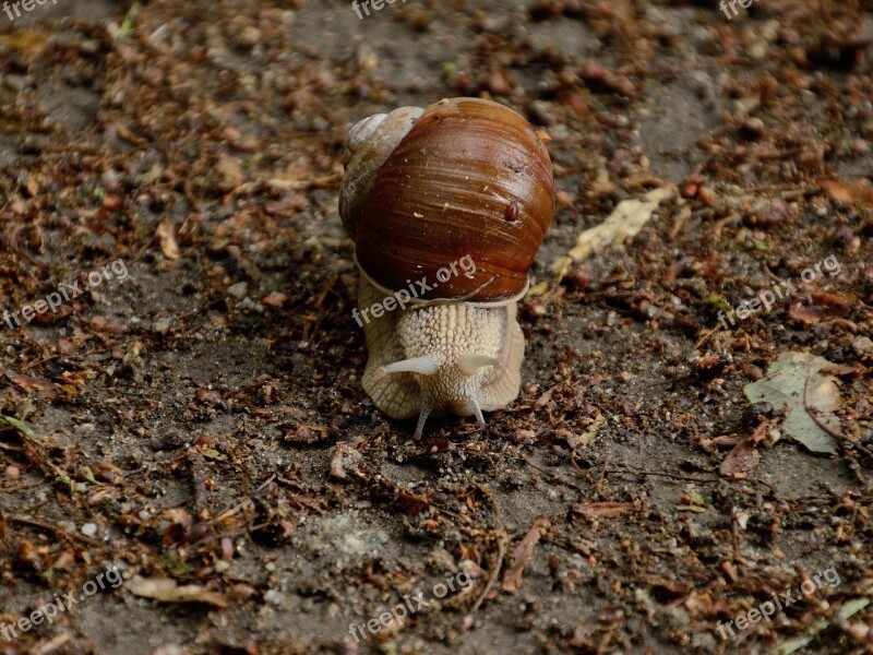 Snail Land Snail Mollusk Shell Free Photos