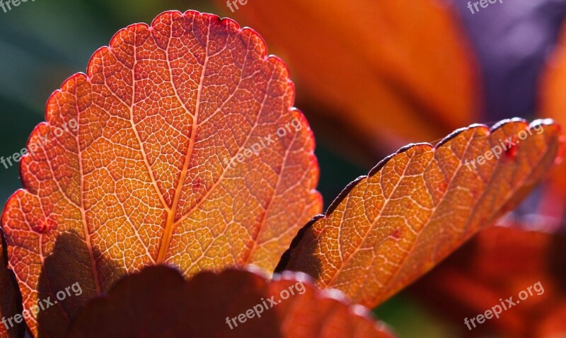 Koivuangervo Autumn Fall Colors Colorful Foliage Autumn Leaves