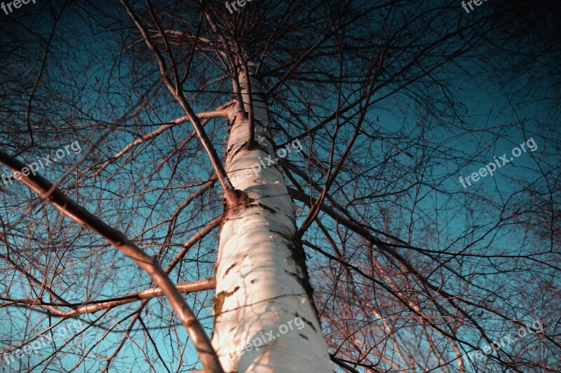 Birch Sky White Tree Nature