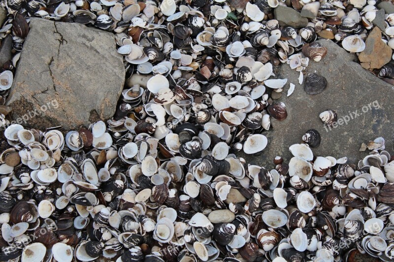 Mussels Stone Beach Shells Ground