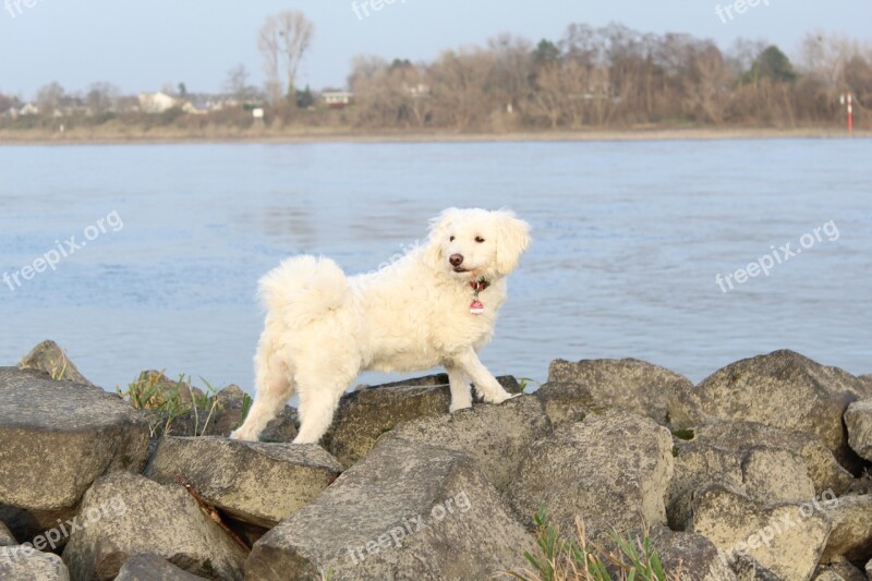 Rhine Water Dog Stein Am Rhein Bank