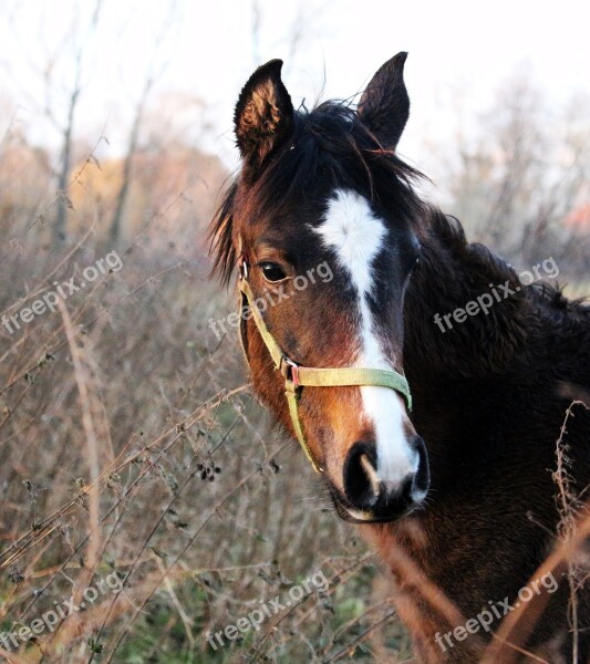 Horse Winter Thoroughbred Arabian Brown Young Horse