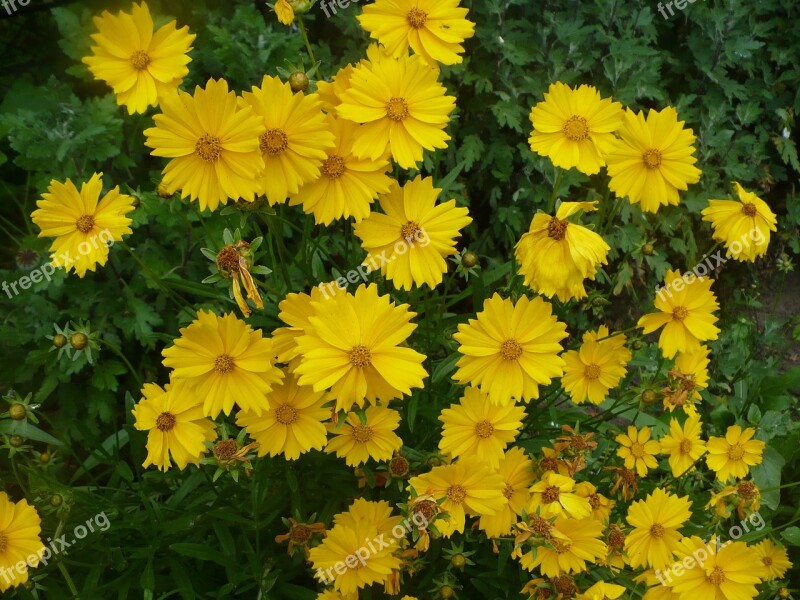 Cosmos Plant Yellow Flowers Beautiful Spring Flowers Spring