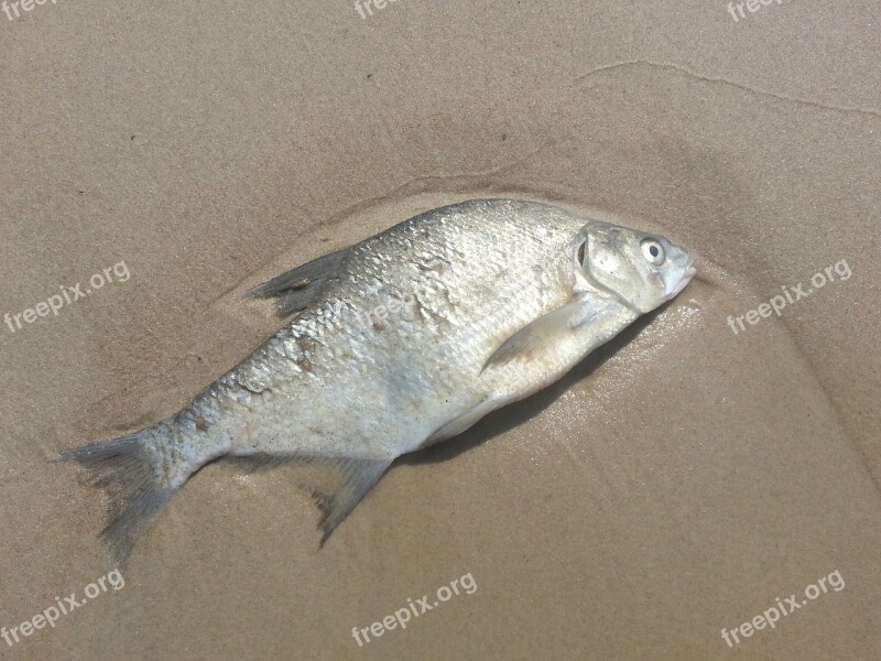 Fish Dead Sand Beach Nature