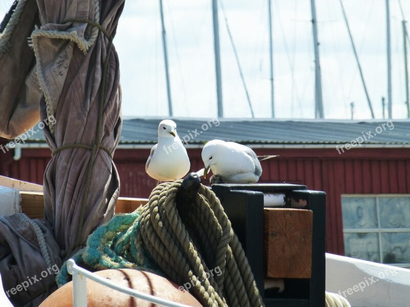 Gulls Port Water Bird Maritime Waterfowl