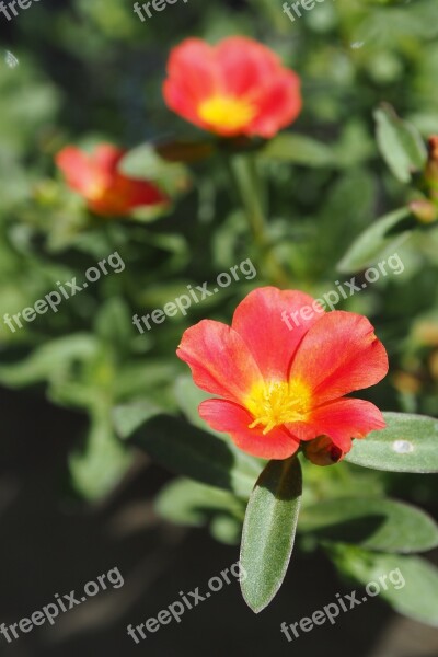 Flowers Red Nature Red Petal Bright