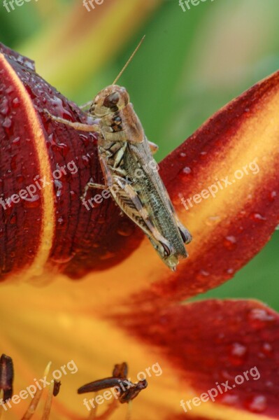 Daylily With Grasshopper Macro Grasshopper Flowers Daylily