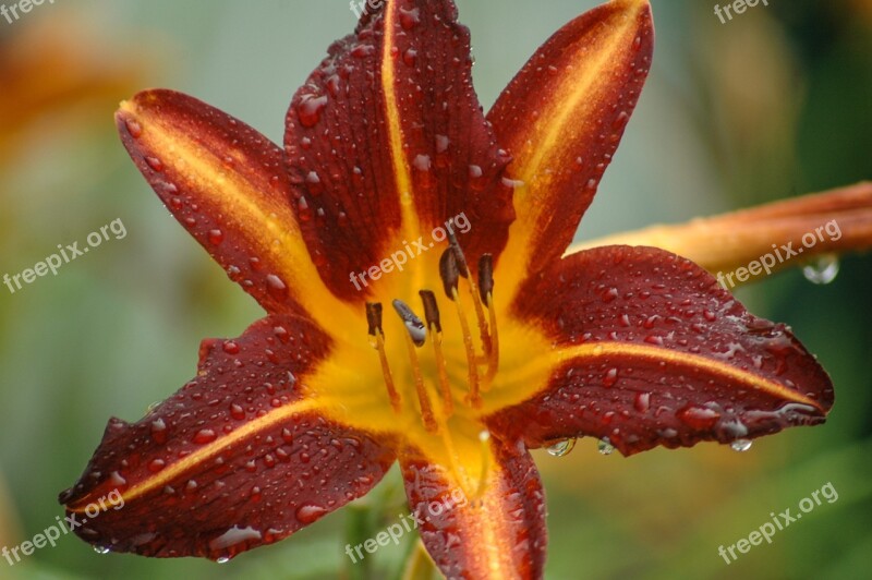 Burgundy Daylily Flowers Daylily Garden Burgundy