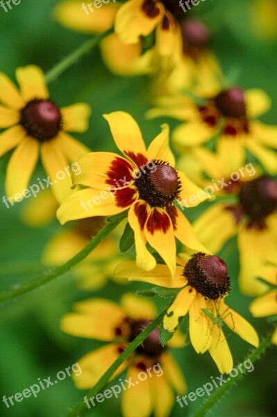 Yellow Coneflower Flowers Coneflower Yellow Flower Insects