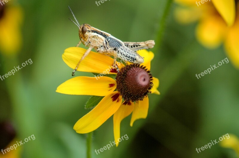 Yellow Coneflower Grasshopper Macro Coneflower Yellow Flower