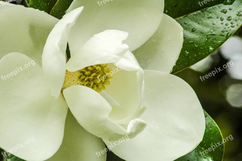 Magnolia Flower Magnolia Tree White Petals Tree Magnolia