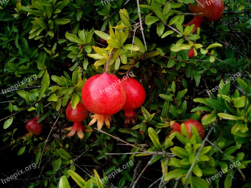 Grenades Garden Fruit Park Plant