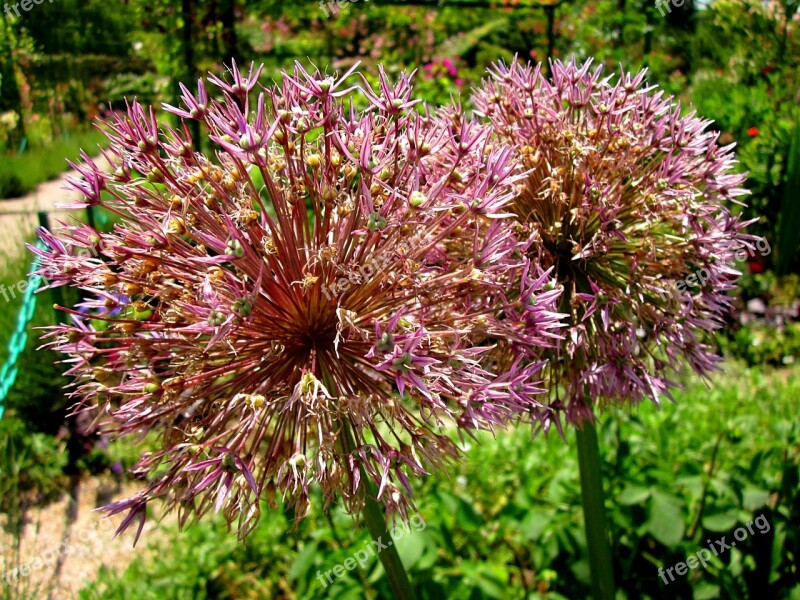 Allium Flower Garden Onion Ornamental