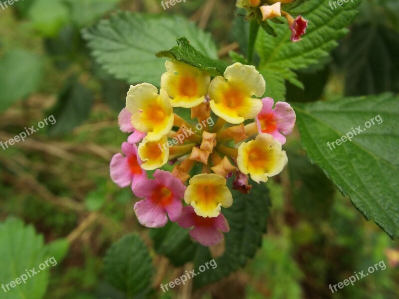 Lantana Camara Flower Bloom Leaf Blossom