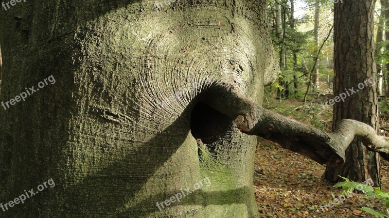 Tree Trunk Forest Branch Free Photos