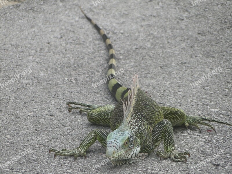 Iguana Animals Reptile Free Photos