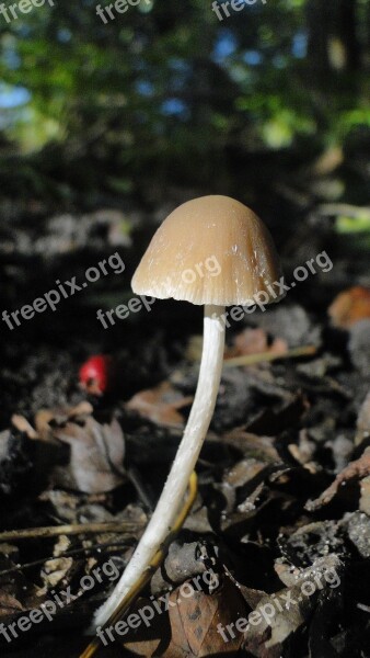 Mushroom Autumn Forest Land Free Photos