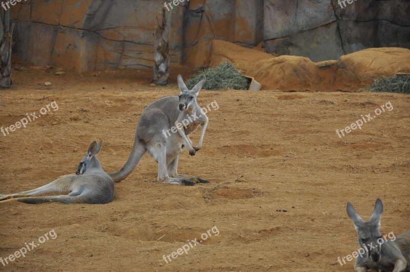 Kangaroo Mammal Animal Free Photos